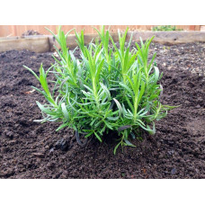 Лаванда вузьколиста Нана Альба | Lavandula angustifolia Nana Alba | Лаванда узколистная Нана Альба