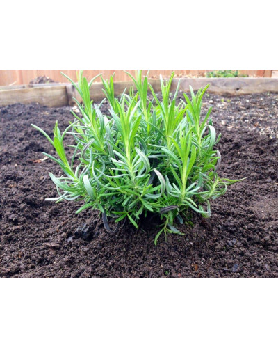 Лаванда вузьколиста Нана Альба | Lavandula angustifolia Nana Alba | Лаванда узколистная Нана Альба