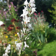 Лаванда вузьколиста Нана Альба | Lavandula angustifolia Nana Alba | Лаванда узколистная Нана Альба