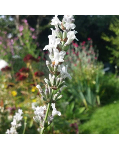 Лаванда вузьколиста Нана Альба | Lavandula angustifolia Nana Alba | Лаванда узколистная Нана Альба