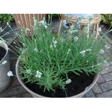Лаванда вузьколиста Нана Альба | Lavandula angustifolia Nana Alba | Лаванда узколистная Нана Альба