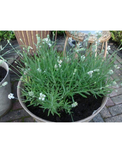 Лаванда вузьколиста Нана Альба | Lavandula angustifolia Nana Alba | Лаванда узколистная Нана Альба