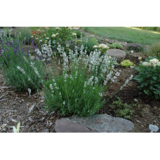 Лаванда вузьколиста Нана Альба | Lavandula angustifolia Nana Alba | Лаванда узколистная Нана Альба