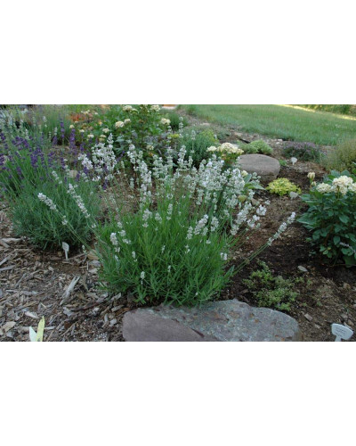 Лаванда вузьколиста Нана Альба | Lavandula angustifolia Nana Alba | Лаванда узколистная Нана Альба
