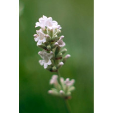 Лаванда вузьколиста Нана Альба | Lavandula angustifolia Nana Alba | Лаванда узколистная Нана Альба