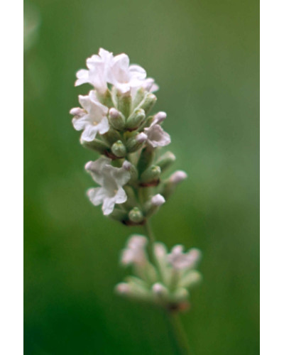 Лаванда вузьколиста Нана Альба | Lavandula angustifolia Nana Alba | Лаванда узколистная Нана Альба
