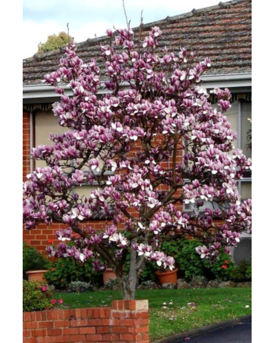 Магнолія Суланжа Рустіка Рубра | Magnolia soulangeana Rustica Rubra | Магнолия Суланжа Рустика Рубра