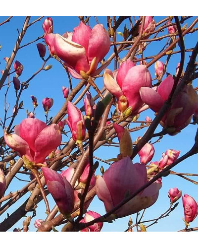 Магнолія Суланжа Рустіка Рубра | Magnolia soulangeana Rustica Rubra | Магнолия Суланжа Рустика Рубра