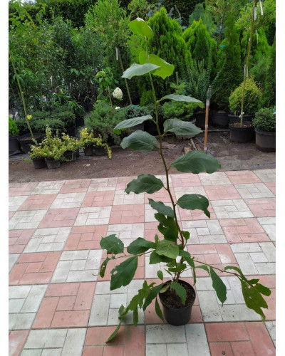Магнолія Суланжа Рустіка Рубра | Magnolia soulangeana Rustica Rubra | Магнолия Суланжа Рустика Рубра