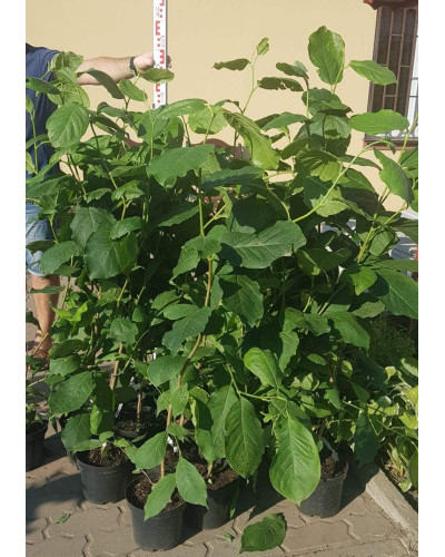 Магнолія Суланжа Рустіка Рубра | Magnolia soulangeana Rustica Rubra | Магнолия Суланжа Рустика Рубра