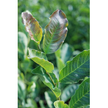 Магнолія Суланжа Рустіка Рубра | Magnolia soulangeana Rustica Rubra | Магнолия Суланжа Рустика Рубра