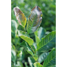 Магнолія Суланжа Рустіка Рубра | Magnolia soulangeana Rustica Rubra | Магнолия Суланжа Рустика Рубра