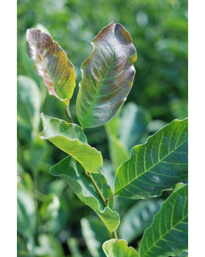 Магнолія Суланжа Рустіка Рубра | Magnolia soulangeana Rustica Rubra | Магнолия Суланжа Рустика Рубра