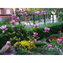 Магнолія Суланжа Рустіка Рубра | Magnolia soulangeana Rustica Rubra | Магнолия Суланжа Рустика Рубра