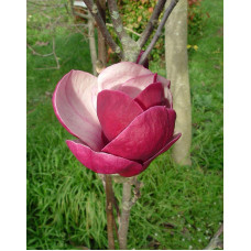 Магнолія Суланжа Рустіка Рубра | Magnolia soulangeana Rustica Rubra | Магнолия Суланжа Рустика Рубра