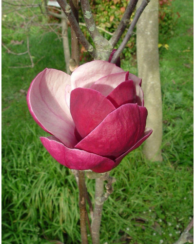 Магнолія Суланжа Рустіка Рубра | Magnolia soulangeana Rustica Rubra | Магнолия Суланжа Рустика Рубра