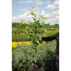 Магнолія Суланжа Рустіка Рубра | Magnolia soulangeana Rustica Rubra | Магнолия Суланжа Рустика Рубра