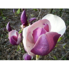 Магнолія Суланжа Рустіка Рубра | Magnolia soulangeana Rustica Rubra | Магнолия Суланжа Рустика Рубра