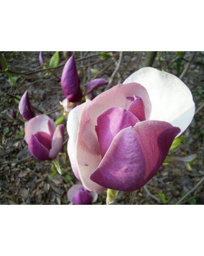 Магнолія Суланжа Рустіка Рубра | Magnolia soulangeana Rustica Rubra | Магнолия Суланжа Рустика Рубра