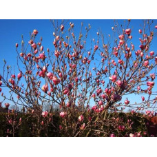 Магнолія Суланжа Рустіка Рубра | Magnolia soulangeana Rustica Rubra | Магнолия Суланжа Рустика Рубра