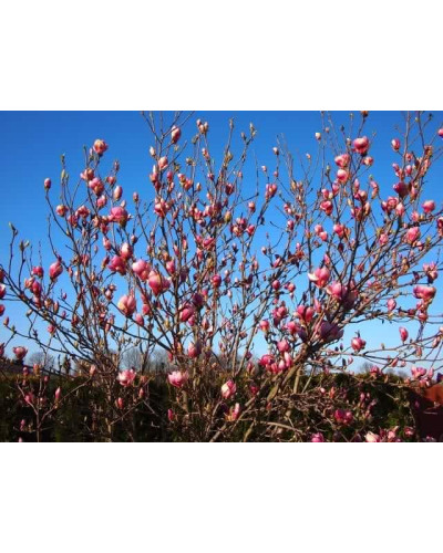 Магнолія Суланжа Рустіка Рубра | Magnolia soulangeana Rustica Rubra | Магнолия Суланжа Рустика Рубра
