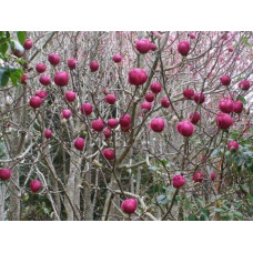 Магнолія Суланжа Рустіка Рубра | Magnolia soulangeana Rustica Rubra | Магнолия Суланжа Рустика Рубра