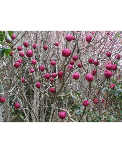 Магнолія Суланжа Рустіка Рубра | Magnolia soulangeana Rustica Rubra | Магнолия Суланжа Рустика Рубра