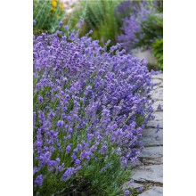 Лаванда вузьколиста Манстед | Lavandula angustifolia Munstead | Лаванда узколистная Манстед