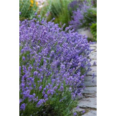 Лаванда вузьколиста Манстед | Lavandula angustifolia Munstead | Лаванда узколистная Манстед