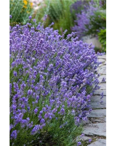 Лаванда вузьколиста Манстед | Lavandula angustifolia Munstead | Лаванда узколистная Манстед