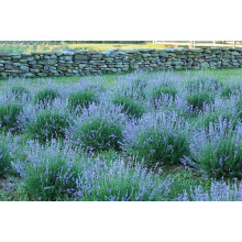 Лаванда вузьколиста Манстед | Lavandula angustifolia Munstead | Лаванда узколистная Манстед