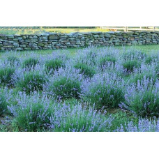 Лаванда вузьколиста Манстед | Lavandula angustifolia Munstead | Лаванда узколистная Манстед