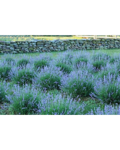 Лаванда вузьколиста Манстед | Lavandula angustifolia Munstead | Лаванда узколистная Манстед