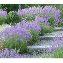 Лаванда вузьколиста Манстед | Lavandula angustifolia Munstead | Лаванда узколистная Манстед