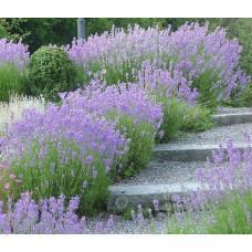 Лаванда вузьколиста Манстед | Lavandula angustifolia Munstead | Лаванда узколистная Манстед
