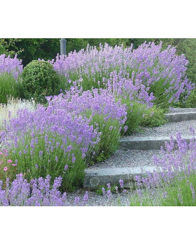 Лаванда вузьколиста Манстед | Lavandula angustifolia Munstead | Лаванда узколистная Манстед
