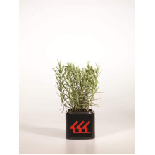 Лаванда вузьколиста Манстед | Lavandula angustifolia Munstead | Лаванда узколистная Манстед