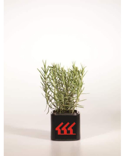Лаванда вузьколиста Манстед | Lavandula angustifolia Munstead | Лаванда узколистная Манстед