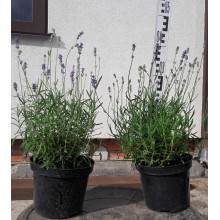 Лаванда вузьколиста Манстед | Lavandula angustifolia Munstead | Лаванда узколистная Манстед