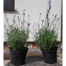Лаванда вузьколиста Манстед | Lavandula angustifolia Munstead | Лаванда узколистная Манстед