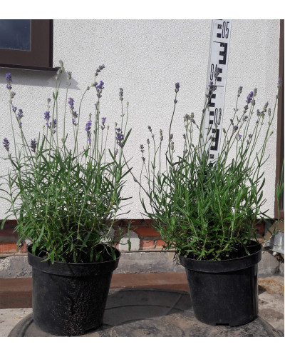 Лаванда вузьколиста Манстед | Lavandula angustifolia Munstead | Лаванда узколистная Манстед