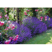 Лаванда вузьколиста Манстед | Lavandula angustifolia Munstead | Лаванда узколистная Манстед