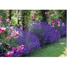 Лаванда вузьколиста Манстед | Lavandula angustifolia Munstead | Лаванда узколистная Манстед