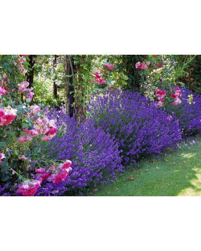 Лаванда вузьколиста Манстед | Lavandula angustifolia Munstead | Лаванда узколистная Манстед