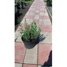 Лаванда вузьколиста Манстед | Lavandula angustifolia Munstead | Лаванда узколистная Манстед