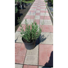 Лаванда вузьколиста Манстед | Lavandula angustifolia Munstead | Лаванда узколистная Манстед