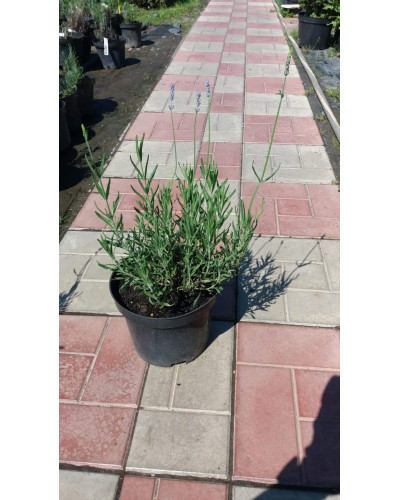 Лаванда вузьколиста Манстед | Lavandula angustifolia Munstead | Лаванда узколистная Манстед