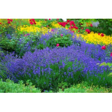 Лаванда вузьколиста Манстед | Lavandula angustifolia Munstead | Лаванда узколистная Манстед