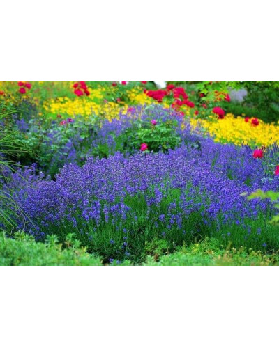 Лаванда вузьколиста Манстед | Lavandula angustifolia Munstead | Лаванда узколистная Манстед