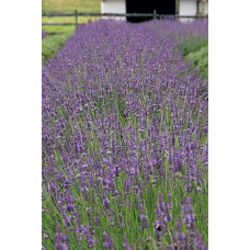 Лаванда вузьколиста Дварф Блю | Lavandula angustifolia Dwarf Blue | Лаванда узколистная Дварф Блю